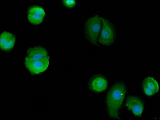 Polyclonal Rabbit anti-Human BAG4 / SODD Antibody (IHC, IF)