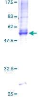 Human TM4SF9 / TSPAN5 Protein (Recombinant GST)
