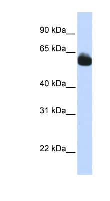 FZD9 / Frizzled 9 Antibody (aa144-193)