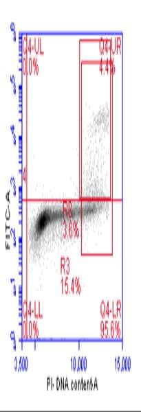 HIST1H3A Antibody (phospho-Ser10)