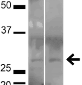 BDNF Antibody