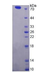 Mouse ATP2B2 / PMCA2 Protein (Recombinant His-GST-S)