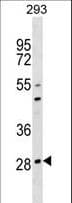 OSCAR Antibody (aa205-231)