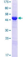 Human NEDF / VPS24 Protein (Recombinant GST)