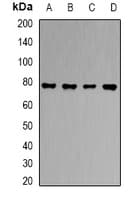 SLC3A1 / ATR1 Antibody
