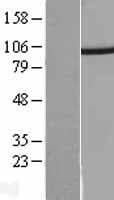 PSMD2 Protein (Over-Expression Lysate Myc-DDK (Flag))