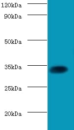 SOX2 Antibody
