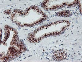 COPD / ARCN1 Antibody (clone OTI6A6)