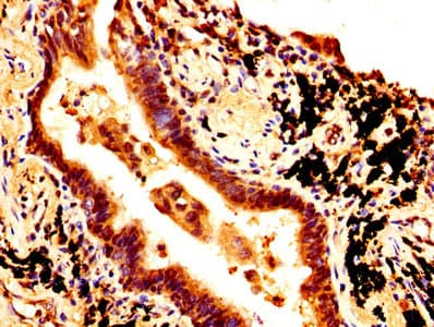 SOX2 Antibody
