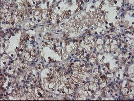 VBP1 Antibody (clone OTI1A5)