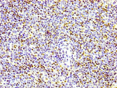 H3F3B Antibody