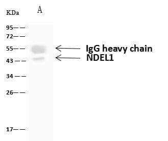 Polyclonal Rabbit anti-Human NUDEL / NDEL1 Antibody (WB)