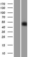 SGCE Protein (Over-Expression Lysate Myc-DDK (Flag))