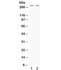 NES / Nestin Antibody