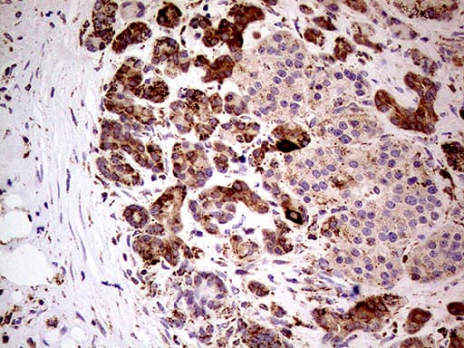 SHMT / SHMT2 Antibody (clone OTI1E12)