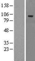 SLITRK4 Protein (Over-Expression Lysate Myc-DDK (Flag))
