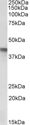 IHC-plus™ SERPINB1 Antibody (aa65-80)