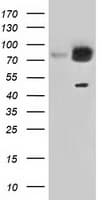 GORASP1 / GRASP65 Antibody (clone OTI5G8)