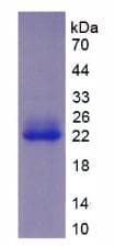 Rabbit IL-10 Protein (Recombinant His, N-Terminal)
