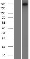 LAMC3 / Laminin Gamma 3 Protein (Over-Expression Lysate Myc-DDK (Flag))