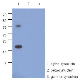 Monoclonal Mouse anti-Human SNCA / Alpha-Synuclein Antibody (clone AT1E10, WB)