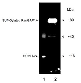 SUMO2 + SUMO3 Antibody (N-Terminus)