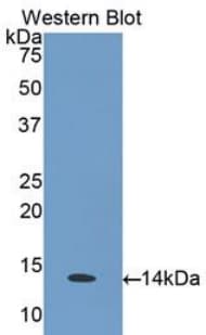 CCL26 / Eotaxin 3 Antibody (aa24-94, Biotin)