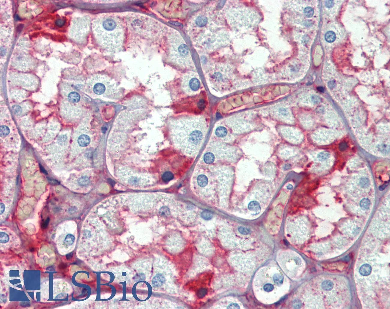 IHC-plus™ ALB / Serum Albumin Antibody (clone 8F6F9)