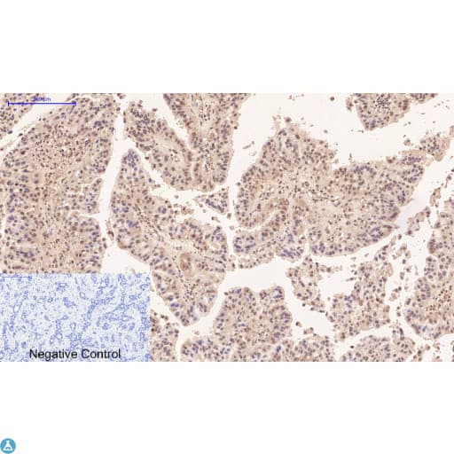 Monoclonal Mouse anti-Human TUBG1 / Tubulin Gamma 1 Antibody (IHC)