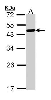 PathPlus™ WWOX Antibody