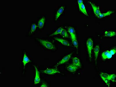 LOC100131801 Antibody