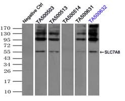 IHC-plus™ Monoclonal Mouse anti-Human SLC7A8 / LAT2 Antibody (clone 4H10, IHC, IF)