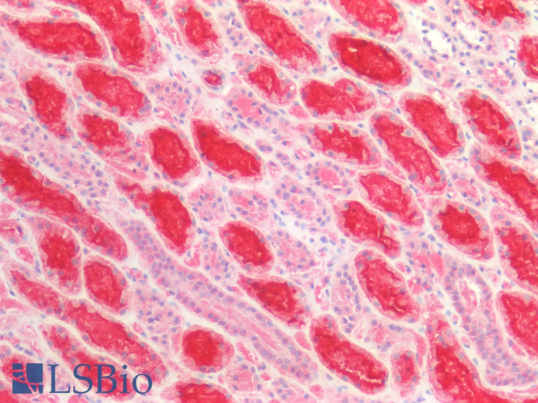 PathPlus™ LRP2 / Megalin Antibody
