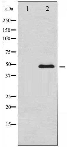 GATA3 Antibody (phospho-Ser308)