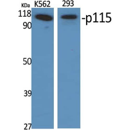 US01 / p115 Antibody (890-970 aa, C-terminal)