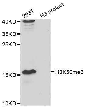 Polyclonal Rabbit anti-Human Histone H3 Antibody (Trimethyl-Lys56, IHC, IF, WB)