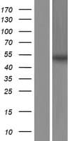 ABLIM1 Protein (Over-Expression Lysate Myc-DDK (Flag))