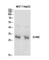ICAM2 / CD102 Antibody