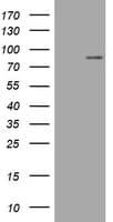 Monoclonal Mouse anti-Human MFN1 Antibody (clone OTI3C5, WB)