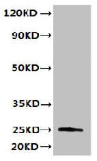 TMED3 Antibody