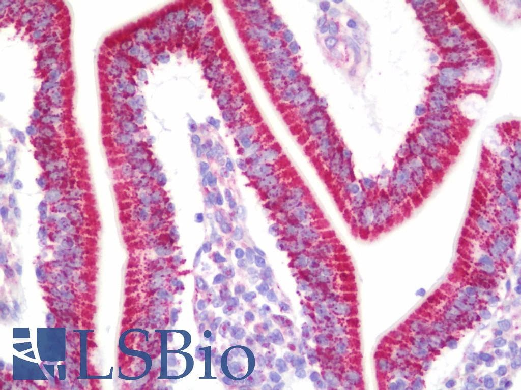 IHC-plus™ COXIV / COX4 Antibody (aa25-75)
