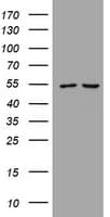 PIK3CD / PI3K Delta Antibody (aa286-610, clone OTI2H3)