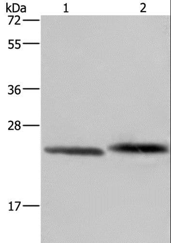 Polyclonal Rabbit anti-Human GLO1 / Glyoxalase I Antibody (IHC, WB)