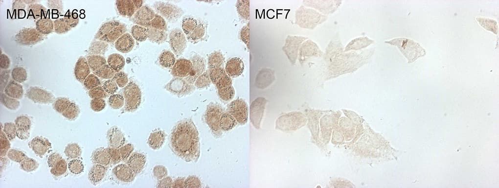 Monoclonal Mouse anti-Human p16INK4a / CDKN2A Antibody (clone OTI1H10, Carrier-free, IF, WB)
