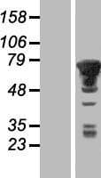 PXK Protein (Over-Expression Lysate Myc-DDK (Flag))