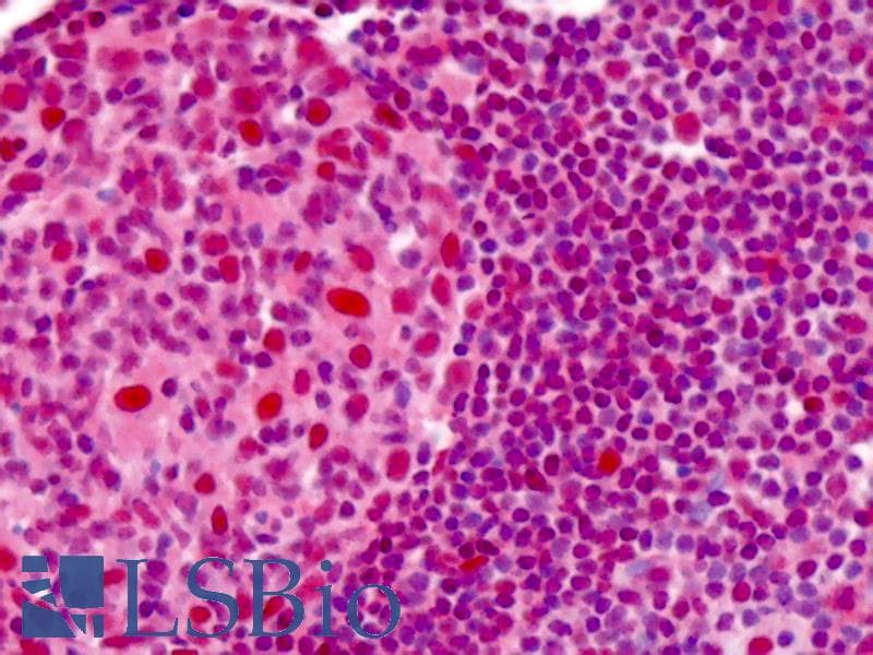 IHC-plus™ APEX1 / APE1 Antibody (Preservative Free)