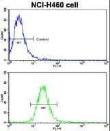 Polyclonal Rabbit anti-Human EPHB2 / EPH Receptor B2 Antibody (IHC, WB)