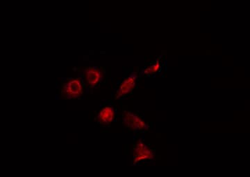 ALX3 Antibody