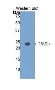 LPO / Lactoperoxidase Antibody (aa351-589, APC)