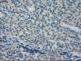 DHFR Antibody (clone OTI6G7)